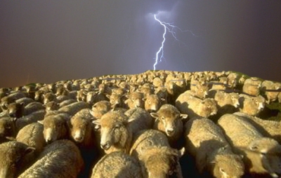 this is my flock of sheep.