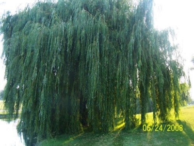 SF0 004.jpg