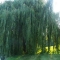 SF0 004.jpg