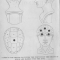 danphrenology.jpg