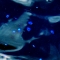 fr5.jpg