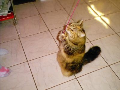 standing for string