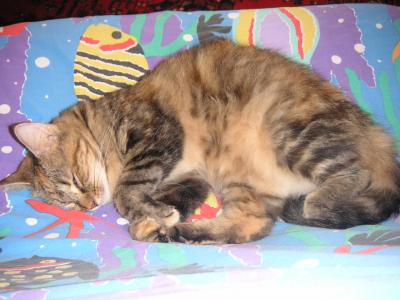 lying on pillowcase