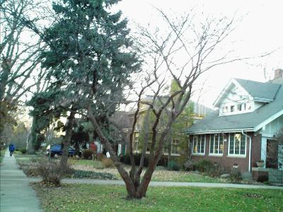 the tree