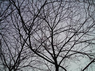 branches