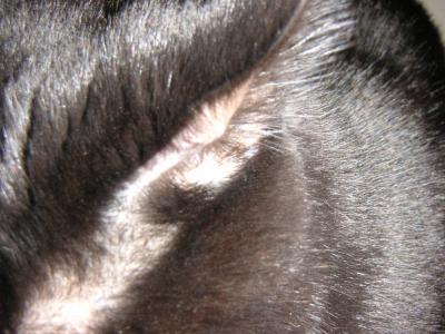 ear
