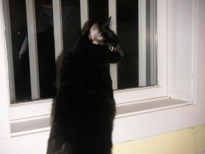 wanting to go outside