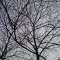 branches