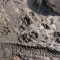 mud.