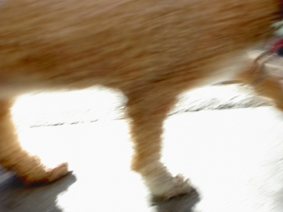 BlindStreetDog.jpg