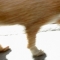 BlindStreetDog.jpg