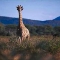 Komm4Ohrengiraffe.jpg