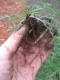growth stucture.