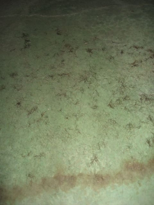 My poor hair...