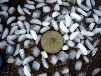 Green Form in Ice Green Form in Ice