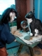 crystal ball