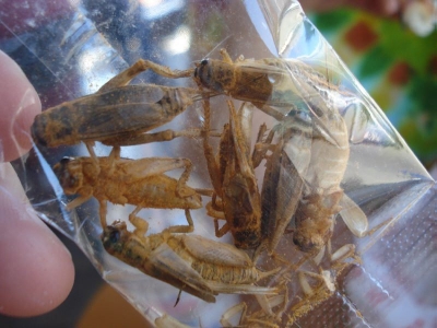 mmmm. nice and frail.