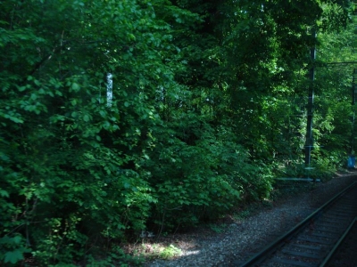 played cunning in my thoughts. Surely in these