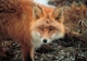 RedFox.jpg RedFox.jpg