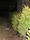 Hedge