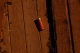 Shotgun Shell