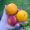 Fruit