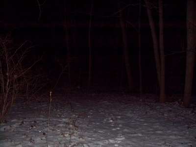 Wooded path! Wooded path!