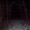 tree path