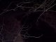 Branches