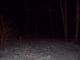 Wooded path!