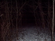 tree path