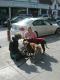Me, Jerry, and his Dogs