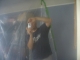 POP