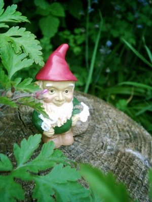 Gnome in the flowerbed