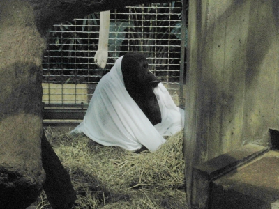 Caped Orangutan