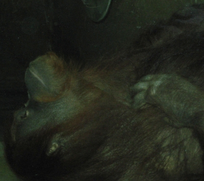 Resting Orangutan