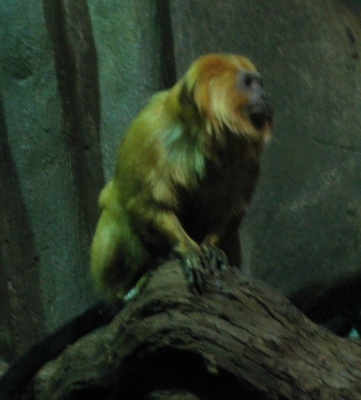 Golden Lion Tamarin