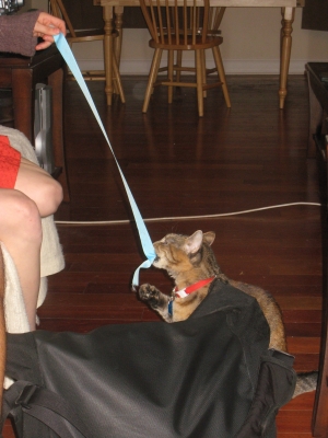 Cat Chaser Cat Chaser