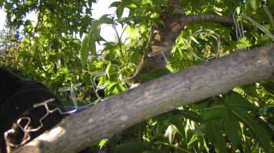 like a metal vine crawling along the branch..