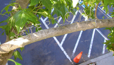 Just don't look down
