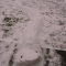 Snow snake