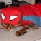 Spiderw-Kitty