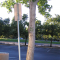 Pole and tree