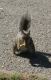 Squirrel on a Line