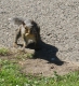 Battle Squirrel