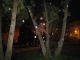 Lincoln In Tree