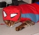 Spiderw-Kitty