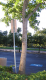 Pole and tree
