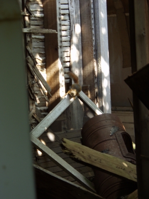 Angry Squirrel Inside Back Shed