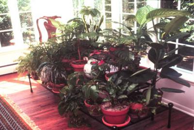 plants!